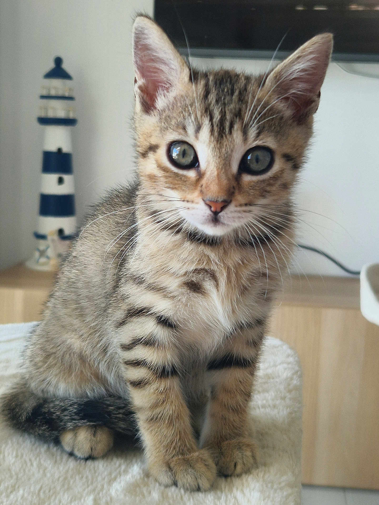 Arwen participe au concours pour gagner de l'argent avec cette photo : kitten, cat, tabby, animal, pet, feline, cute, young, whiskers, ears, eyes, fur, striped, indoor, soft, sitting, curious, closeup, home, decor