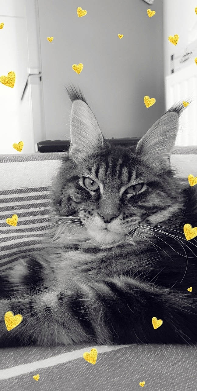 Scarlet a rejoint le concours — aidez-le/la à gagner de superbes lots ! carnivore, cat, domestic_short_haired_cat, door, felidae, fur, monochrome, monochrome_photography, paw, small_to_medium_sized_cats, snout, whiskers, window