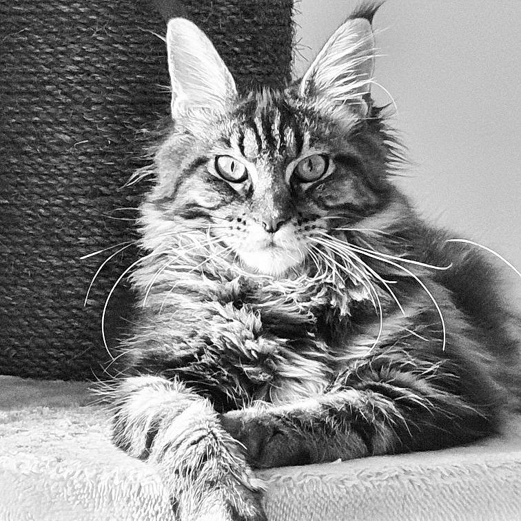 Scarlet participe au concours pour gagner de l'argent avec cette photo : black_and_white, carnivore, cat, claw, comfort, domestic_short_haired_cat, felidae, fur, maine_coon, monochrome, monochrome_photography, paw, photography, sitting, small_to_medium_sized_cats, snout, stock_photography, style, whiskers
