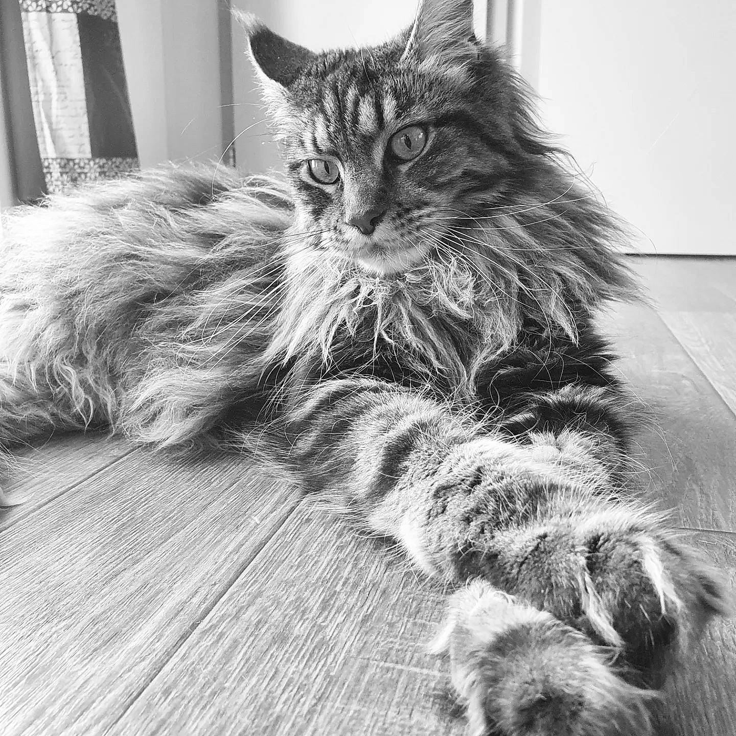 Scarlet participe au concours pour gagner de l'argent avec cette photo : black_and_white, carnivore, cat, claw, domestic_short_haired_cat, eye, felidae, flooring, fur, grey, monochrome, monochrome_photography, paw, plant, sitting, small_to_medium_sized_cats, snout, style, tail, whiskers