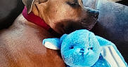 Stitch is registered to the contest to win money with this photo: blue_toy, books, bookshelf, brown_dog, chair, collar, cozy, cuddling, dog, furniture, home, indoor, napping, pet, plush_toy, relaxation, resting, sleeping, soft_toy, stuffed_animal