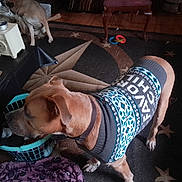 Stitch joined the competition — help win amazing prizes! animal, basket, books, brown, chair, clock, collar, cozy, dog, domestic, floor, furniture, indoor, pattern, pet, relaxing, rug, sweater, toy, wood_floor