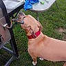 Stitch joined the competition — help win amazing prizes! animal, blue_cloth, canine, collar, curious, daylight, dog, glass_dish, grass, greenery, grill, handle, metal, nature, outdoor, pet, sniffing, summer, table, yard