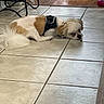Chai Latte is registered to the contest to win money with this photo: dog, small_dog, white_dog, tan_dog, lying_down, floor, tile_floor, indoors, harness, pet, animal, curious, resting, furniture, chair, household, domestic, companion, cute, pet_accessory