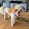Chai Latte joined the competition — help win amazing prizes! dog, small_dog, fluffy, tongue_out, collar, wooden_table, porch, cushions, glass_door, playful, pet, indoor, happy, fur, tail, animal, house, wood, domestic_animal, cute
