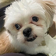 Chai Latte joined the competition — help win amazing prizes! dog, close_up, fluffy, cute, pet, indoor, white_fur, beige_fur, big_eyes, underbite, expression, adorable, companion, animal, face, looking_up, domestic_animal, portrait, cute_pet, furry