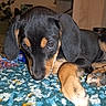 puppy, dog, black_and_tan, sleepy, lying_down, floppy_ears, brown_eyes, paws, nose, fur, pet, animal, rug, carpet, indoor, home, toy, portrait, relaxed, cute