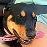 dog, puppy, black_and_tan, happy, smiling, open_mouth, teeth, closed_eyes, pink_collar, pet, animal, close_up, portrait, lap, person, indoor, seated, fur, nose, playful