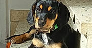 Bahia participe au concours pour gagner de l'argent avec cette photo : puppy, dog, black_and_tan, sitting, lying_down, portrait, pet, animal, floppy_ears, brown_markings, white_chest, green_collar, orange_toy, tiled_steps, staircase, outdoor, sunlight, home, cute, photography