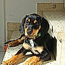 puppy, dog, black_and_tan, sitting, lying_down, portrait, pet, animal, floppy_ears, brown_markings, white_chest, green_collar, orange_toy, tiled_steps, staircase, outdoor, sunlight, home, cute, photography