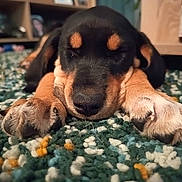 Bahia a rejoint le concours — aidez-le/la à gagner de superbes lots ! puppy, dog, sleeping, black_and_tan, portrait, close_up, paws, floppy_ears, nose, fur, carpet, rug, indoors, home, furniture, sitting, resting, cute, animal, photography