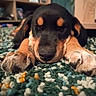 puppy, dog, sleeping, black_and_tan, portrait, close_up, paws, floppy_ears, nose, fur, carpet, rug, indoors, home, furniture, sitting, resting, cute, animal, photography