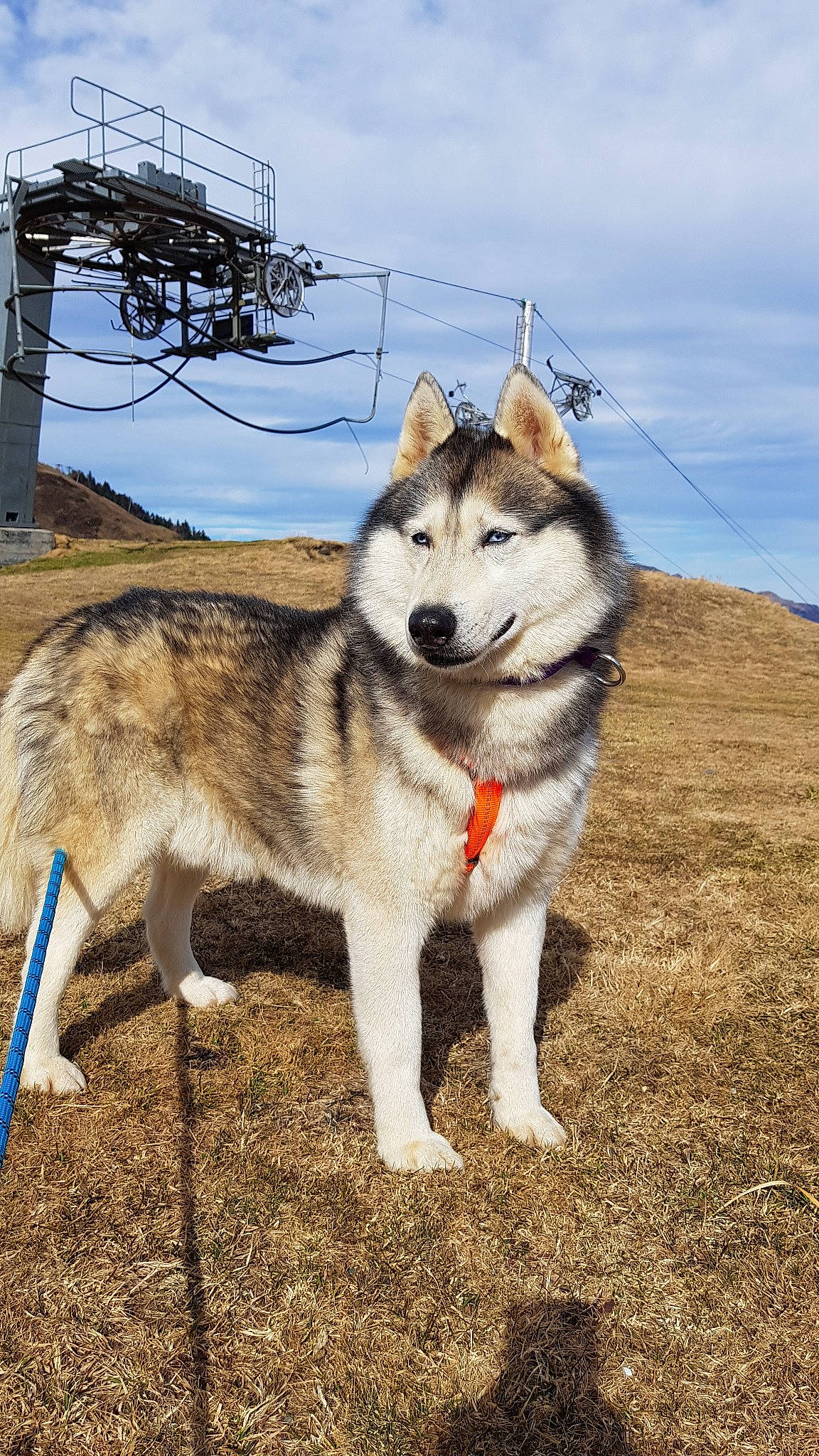Shagan a rejoint le concours — aidez-le/la à gagner de superbes lots ! alaskan_malamute, canadian_eskimo_dog, canidae, carnivore, dog, dog_breed, east_siberian_laika, greenland_dog, mammal, native_american_indian_dog, northern_inuit_dog, saarloos_wolfdog, sakhalin_husky, seppala_siberian_sleddog, siberian_husky, sled_dog, tamaskan_dog, vertebrate, wolfdog, working_dog