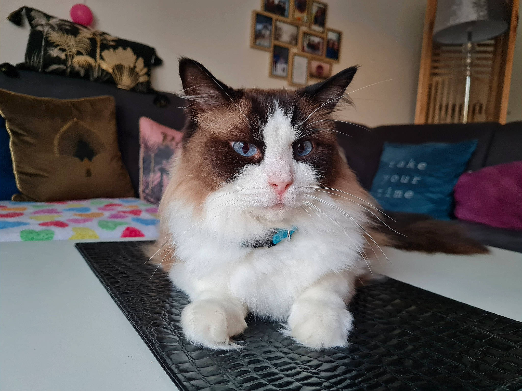 Bounty a rejoint le concours — aidez-le/la à gagner de superbes lots ! box, carnivore, cat, claw, comfort, couch, domestic_short_haired_cat, felidae, flooring, fur, hardwood, linens, paw, picture_frame, pillow, small_to_medium_sized_cats, snout, tail, whiskers, window