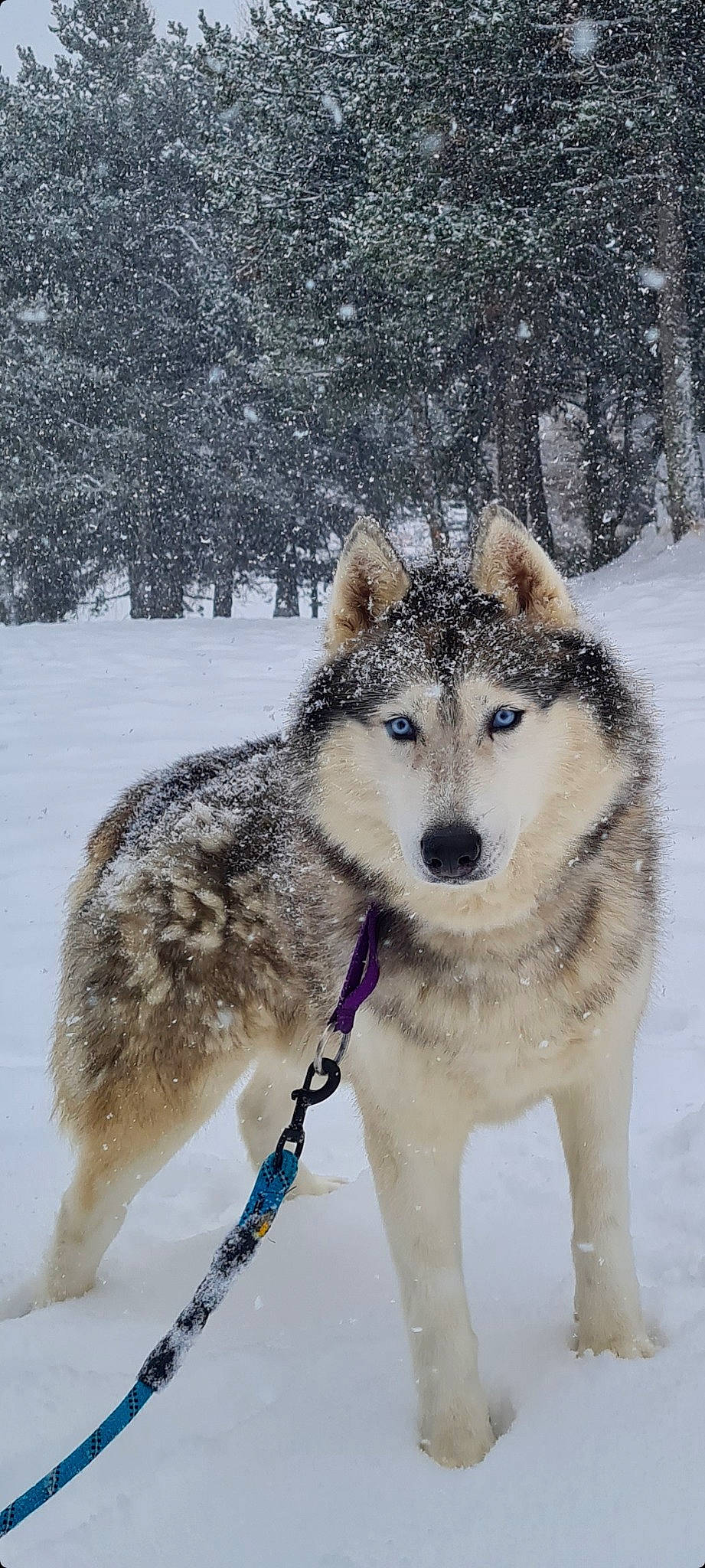 Shagan participe au concours pour gagner de l'argent avec cette photo : canidae, canis, carnivore, dog, dog_breed, freezing, fur, plant, recreation, siberian_husky, sled_dog, snout, snow, sporting_group, tree, vertebrate, wildlife, winter, wolf, working_dog