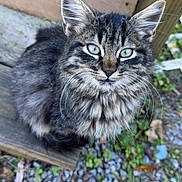 Rocky joined the competition — help win amazing prizes! animal, cat, close_up, curious, cute, ears, feline, fluffy, green_eyes, kitten, nature, outdoor, pebbles, pet, portrait, sitting, tabby, whiskers, wood, young