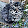 animal, cat, close_up, curious, cute, ears, feline, fluffy, green_eyes, kitten, nature, outdoor, pebbles, pet, portrait, sitting, tabby, whiskers, wood, young