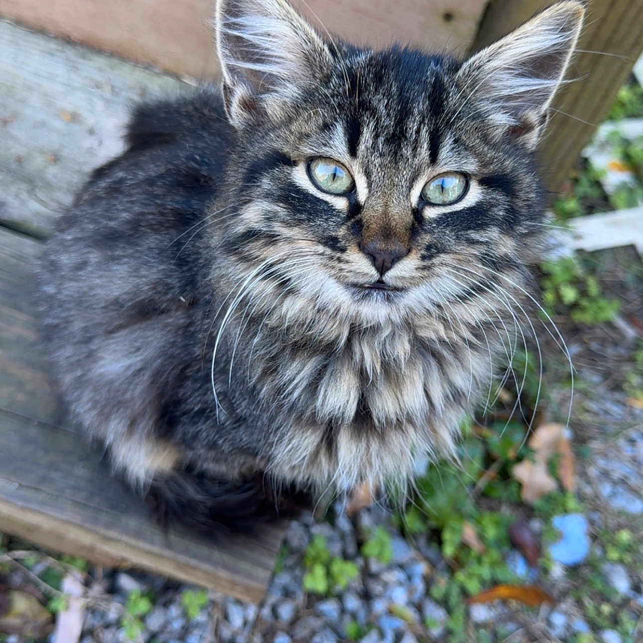 Rocky