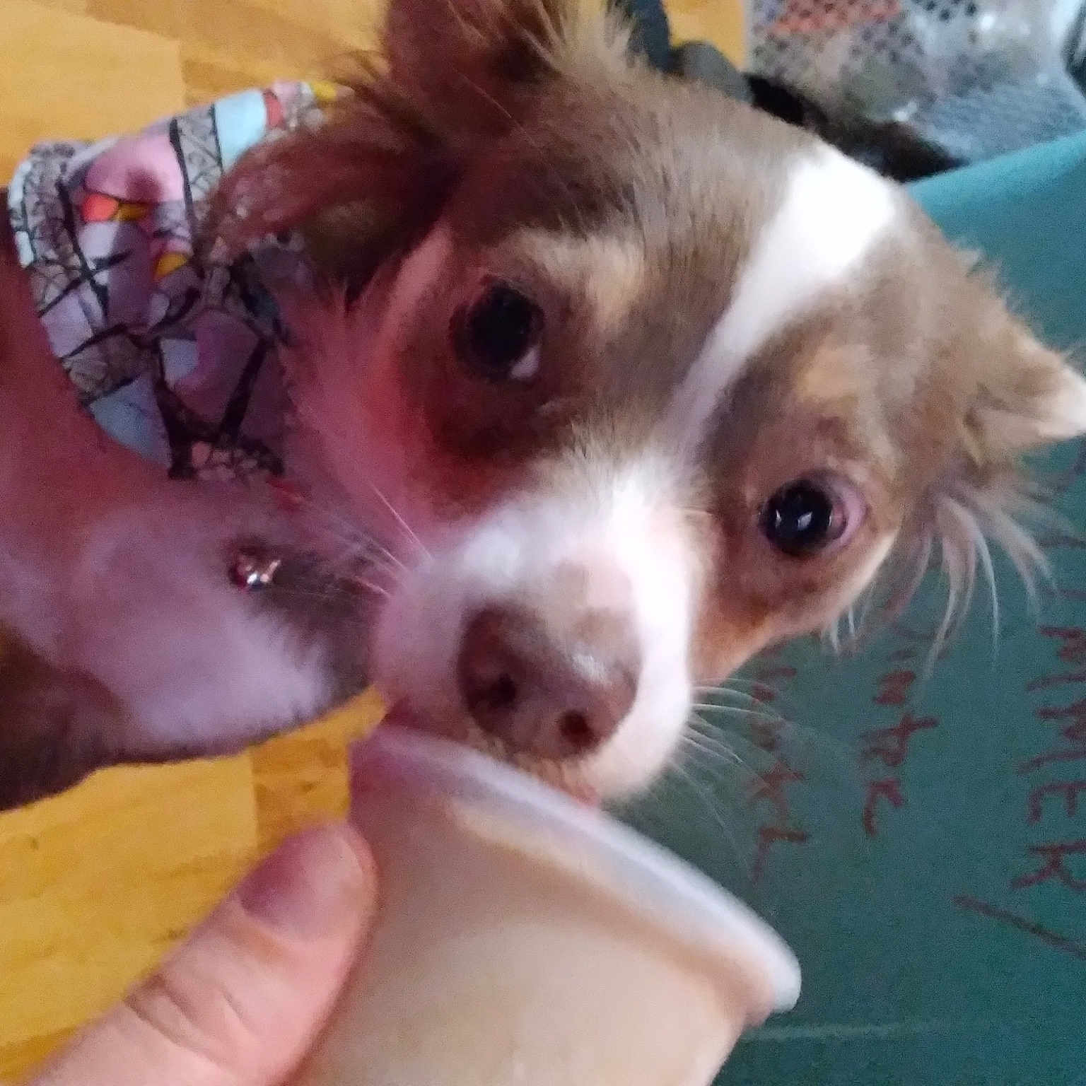 Lucy joined the competition — help win amazing prizes! canidae, carnivore, carton, chihuahua, companion_dog, dog, dog_breed, fawn, felidae, fur, herding_dog, mammal, nail, paw, snout, toy_dog, whiskers, working_animal