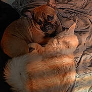 Zoé participe au concours pour gagner de l'argent avec cette photo : dog, cat, bed, blanket, fur, sleepy, snuggling, cozy, indoor, pet, animal, curious, rumpled, soft_light, brown_dog, white_cat, companion, relaxed, domestic, resting
