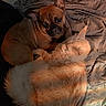 dog, cat, bed, blanket, fur, sleepy, snuggling, cozy, indoor, pet, animal, curious, rumpled, soft_light, brown_dog, white_cat, companion, relaxed, domestic, resting
