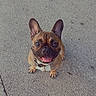 Zoé participe au concours pour gagner de l'argent avec cette photo : dog, french_bulldog, pet, animal, outdoor, concrete, happy, tongue_out, looking_up, ears_up, cute, heart_emoji, smiling, sitting, daylight, small_dog, brown_dog, canine, companion, friendly