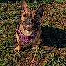 dog, french_bulldog, pet, animal, outdoor, grass, harness, leash, sunlight, shadow, happy, cute, brown, small_dog, ears, tongue, nature, ground, playing, companion