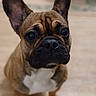Zoé a rejoint le concours — aidez-le/la à gagner de superbes lots ! dog, french_bulldog, pet, indoor, brown, white_chest, ears, looking_up, cute, animal, canine, portrait, floor, waiting, attentive, domestic, friendly, household, companion, mammal