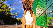 Zoé participe au concours pour gagner de l'argent avec cette photo : animal, bostonbull, boxer, bulldog, canine, city, dog, fence, frenchbulldog, pet, pitbull, plant, puppy, racket, road, sport, street, summer, tree, urban