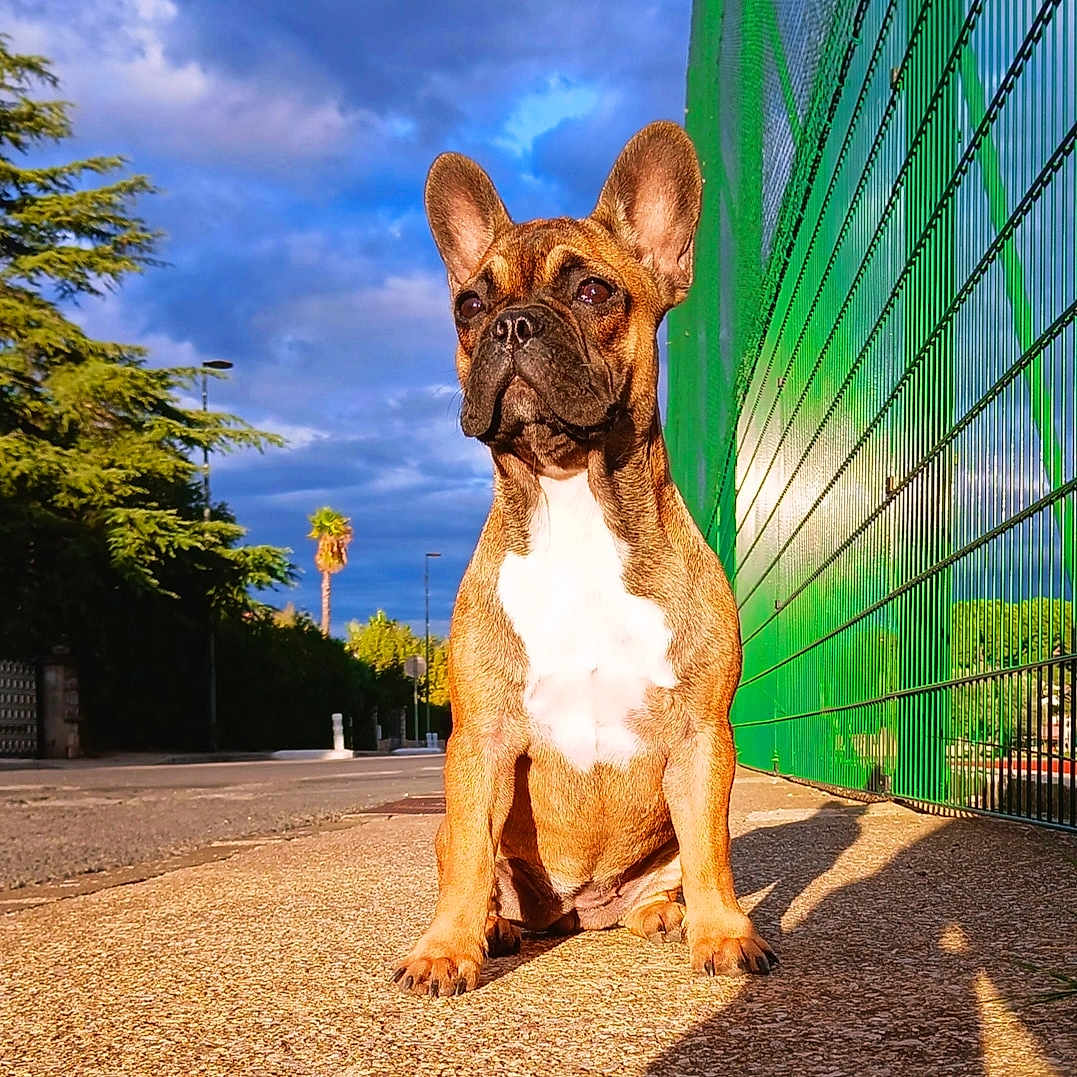 Zoé participe au concours pour gagner de l'argent avec cette photo : animal, bostonbull, boxer, bulldog, canine, city, dog, fence, frenchbulldog, pet, pitbull, plant, puppy, racket, road, sport, street, summer, tree, urban