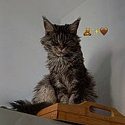 Udivine participe au concours pour gagner de l'argent avec cette photo : cat, fluffy, wooden_tray, indoor, pet, feline, animal, fur, ears, whiskers, sitting, gray, striped, home, furniture, table, shadow, relaxed, cute, adorable