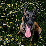 dog, tongue, daisies, flowers, grass, nature, outdoor, pet, canine, happy, summer, greenery, sitting, playful, collar, animal, portrait, sunlight, garden, field