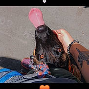 Athena participe au concours pour gagner de l'argent avec cette photo : dog, tongue, pet, hand, tattoo, bracelet, pavement, leash, shoe, clothing, outdoor, sunlight, person, looking_up, close_up, playful, happy, black_dog, brown_eyes, casual