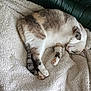Perle a rejoint le concours — aidez-le/la à gagner de superbes lots ! cat, comfort, couch, cozy, cute, domestic_animal, feline, fluffy_blanket, fur, gray, home, indoor, paws, pet, relaxed, resting, sleeping, soft_texture, striped_tail, white