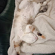 Perle participe au concours pour gagner de l'argent avec cette photo : animal, blanket, brown, cat, comfortable, couch, cozy, cute, domestic_animal, feline, fluffy, furniture, indoor, paws, pet, relaxed, resting, sleeping, soft, white