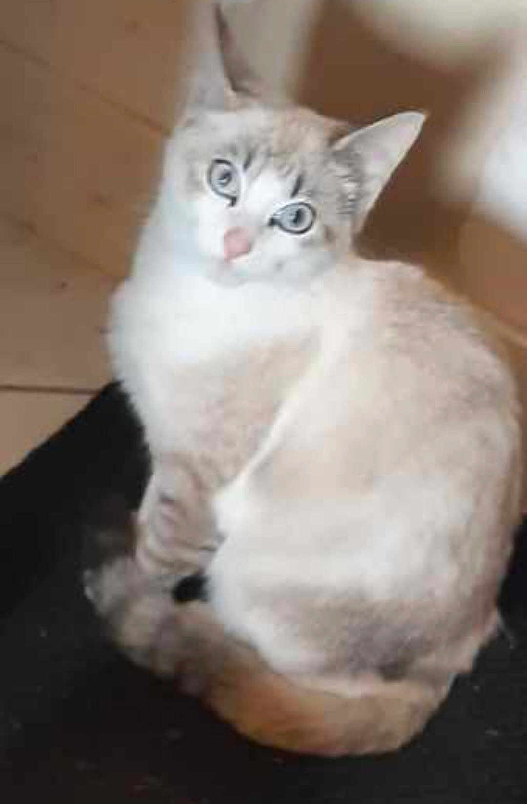 Perle participe au concours pour gagner de l'argent avec cette photo : cat, animal, pet, feline, blue_eyes, fur, curled_up, looking, indoor, cute, whiskers, ears, tail, domestic_animal, mammal, sitting, face, closeup, soft, resting