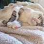 Perle participe au concours pour gagner de l'argent avec cette photo : blanket, cat, closeup, cozy, cute, domestic_animal, feline, fluffy, fur, gray, indoor, nose, paw, pet, relaxed, resting, sleeping, toy_mouse, whiskers, white
