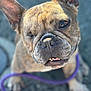 dog, french_bulldog, one-eyed, pet, animal, leash, outdoor, close-up, smiling, canine, cute, brown_fur, short_hair, face, tongue_out, looking_up, playful, friendly, companion, adorable