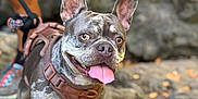 Hazel And Bonbon joined the competition — help win amazing prizes! dog, french_bulldog, pet, outdoor, rocky_ground, harness, leash, tongue_out, happy, animal, canine, walking, person, legs, shoe, rocks, leaves, nature, daylight, closeup