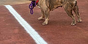 Hazel And Bonbon is registered to the contest to win money with this photo: alert, animal, background_blur, brindle, canine, closeup, collar, court, daytime, dog, fence, french_bulldog, leisure, outdoor, pet, playing, rope_toy, side_view, standing, trees
