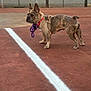 dog, french_bulldog, brindle, collar, rope_toy, outdoor, court, fence, trees, pet, animal, standing, alert, canine, playing, leisure, daytime, closeup, side_view, background_blur