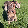 dog, french_bulldog, grass, outdoor, pet, animal, sunlight, canine, one-eyed, walking, greenery, playful, summer, close-up, cute, nature, mammal, daylight, two_dogs, friendly