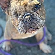 Hazel And Bonbon joined the competition — help win amazing prizes! animal, background_blur, canine, close-up, cute, dog, ear, eye, french_bulldog, fur, leash, nose, one-eyed, outdoor, paw, pet, portrait, purple_leash, sitting, snout
