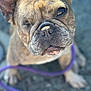 animal, background_blur, canine, close-up, cute, dog, ear, eye, french_bulldog, fur, leash, nose, one-eyed, outdoor, paw, pet, portrait, purple_leash, sitting, snout