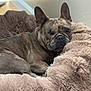 dog, french_bulldog, pet, bed, cozy, fluffy, indoor, resting, brown, fur, cute, animal, canine, relaxed, portrait, paw, snout, ear, winking, comfortable