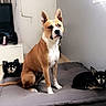 dog, dogs, tan_dog, black_dog, small_dog, large_dog, sitting, cushion, pet_bed, living_room, television, furniture, indoor, tiled_floor, wall, ears, portrait, animal, companion_animals, group