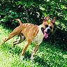 Nyro participe au concours pour gagner de l'argent avec cette photo : dog, canine, running, outdoor, grass, forest, woodland, greenery, leaves, nature, sunlight, tan_and_white, short_hair, open_mouth, tongue, happy, energetic, animal, pet, action_photo