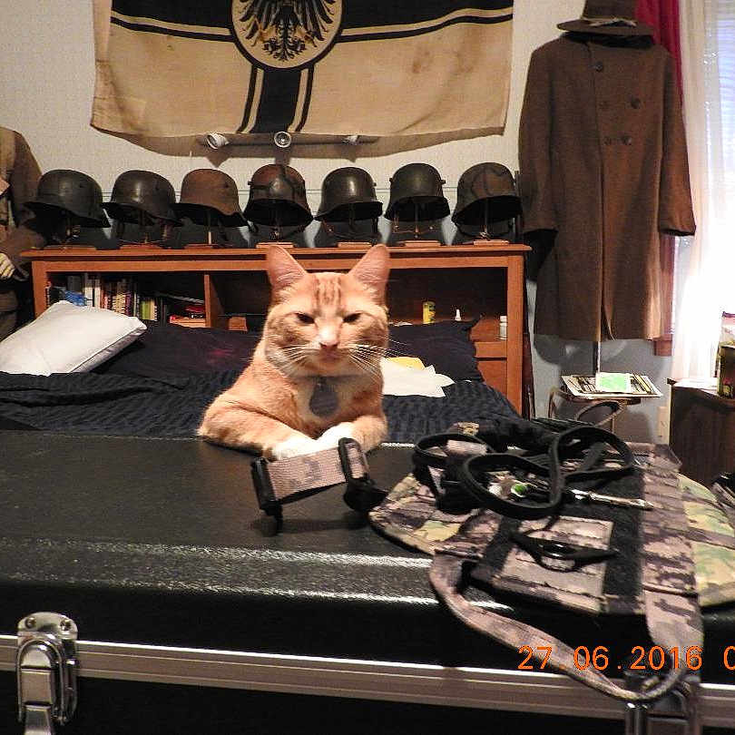 Cheetos is registered to the contest to win money with this photo: bed, blanket, bookshelf, case, cat, clothing, collar, curtains, flag, furniture, indoor, lamp, leash, mannequin, military_helmets, nightstand, orange_tabby, pillow, room, vintage_uniform