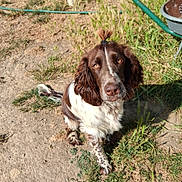Aby a rejoint le concours — aidez-le/la à gagner de superbes lots ! dog, spaniel, brown_and_white, floppy_ears, topknot, sitting, outdoor, garden, grass, dirt, watering_hose, garden_chair, pet, canine, portrait, looking_at_camera, fluffy, long_ears, sunlight, backyard