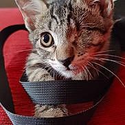 Sparrow participe au concours pour gagner de l'argent avec cette photo : kitten, one-eyed, cat, pet, animal, playful, black_strap, red_surface, close_up, whiskers, ears, fur, domestic_cat, curious, young, indoor, cute, portrait, texture, resting